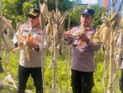 Kapolsek Kenjeran Giat Panen Jagung Pipil Sebanyak 1.625 Kg
