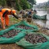 Ikan Sapu Sapu Antara Bertahan dan Risiko