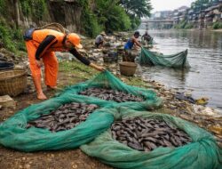 Ikan Sapu Sapu Antara Bertahan dan Risiko