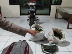 Dua Pria ditangkap Polres Malang Usai Diduga Mencuri jeruk