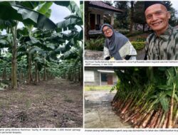 Dari Menabung Ayam Menuju Pertanian Organik Mandiri