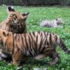 Taman Safari Prigen Perkenalkan Empat Anak Harimau Sumatra, Perkuat Upaya Konservasi Spesies Terancam Punah