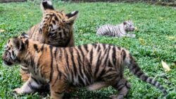 Taman Safari Prigen Perkenalkan Empat Anak Harimau Sumatra, Perkuat Upaya Konservasi Spesies Terancam Punah