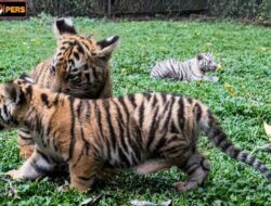 Taman Safari Prigen Perkenalkan Empat Anak Harimau Sumatra, Perkuat Upaya Konservasi Spesies Terancam Punah