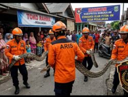 Dalam Dua Hari, Damkar Bangkalan Evakuasi Dua Ular Piton Sepanjang 4 Meter dari Permukiman Warga