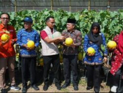 Perkuat Sektor Pertanian, Pemkab Bangkalan Bersinergi dengan UTM Gelar Panen Melon